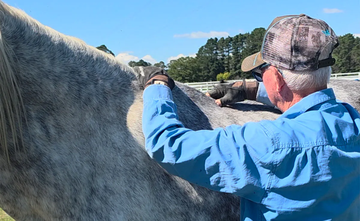 Chiro-work Horse Health
